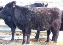 4970crossbredheifer (640x458).jpg