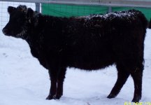4970heifer012011 (640x446).jpg