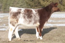 sweet peas heifer 2-13-11_small.jpg