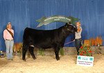 Star Power Heifer.jpg