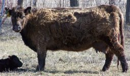 497 cow(640x377).jpg