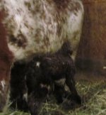 2011 1Y Newbiggon Jumbo hfr calf.JPG