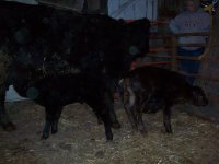 Twins 73 046.JPG