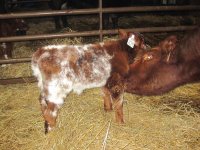 Whitestone bull.jpg