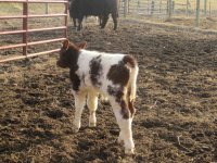 Star Bucks heifer.jpg
