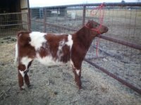Calf 2.JPG