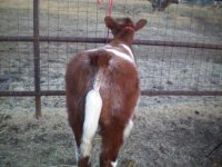 Calf 1.JPG