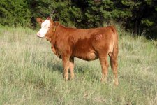 Heiferbaldy2010spring.JPG