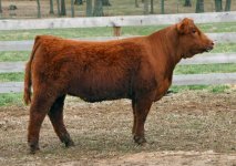 Eyes on the Money X Foreplay heifer taken 2-27-2011 Internet.jpg