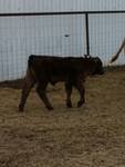 ABC Heifer 1.jpg