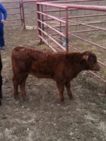 Dad Calf 2.jpg