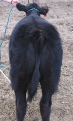 Angus steer rear view.jpg