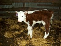 Club Calves 2011 017 (800x600).jpg