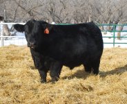 Wheatland Bull 64X.jpg