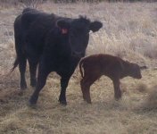calf for cowboy and Road warrior.jpg