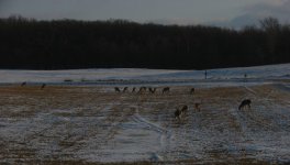 Front yard livestock 3-5-11.JPG