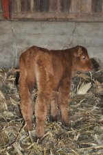 headliner twin heifer.jpg