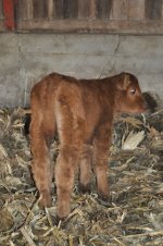 headliner twin heifer.jpg