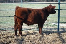 Update Steers 038.jpg