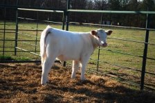 Update Steers 062.jpg