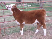 easy cows show steers 090.JPG