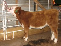 easy cows show steers 104.JPG