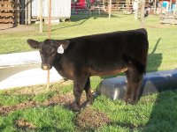 calves 0313.JPG