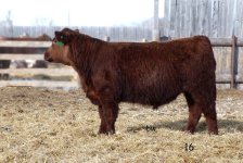 Bob's Bulls lot 16.jpg