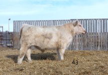 Grant's bulls lot 43.jpg