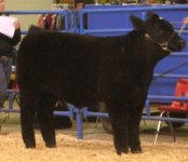 champ steer close up.JPG