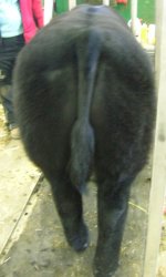Clark club calves.JPG