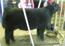 Clark Club Calves 2.JPG