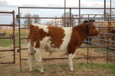 Tiger Woods Steer.JPG