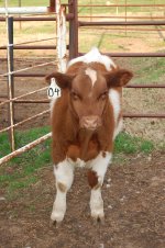 Tiger Woods Steer..JPG