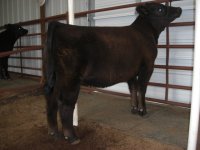 heifer and steer 042.JPG