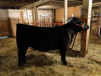 2011 angus sale heifer 008 (Medium).jpg