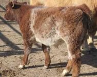 Shorthorn #1 resize.jpg