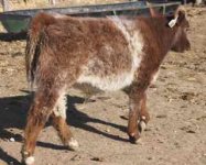 Shorthorn #2 Resize.jpg