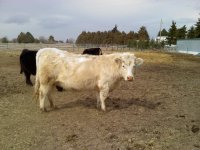 Cows.jpg