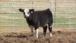 steer pictures 082.jpg