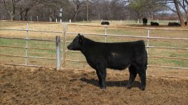 steer pictures 091.jpg