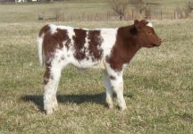 2011 star bucks heifer 1.jpg