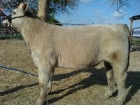 troubadour steer 2.jpg