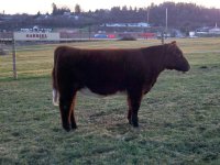 shorthorn heifer .jpg