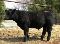 Cattle 32011 048.jpg