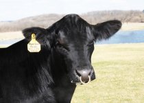 American Pride Head Shot  steer planet sized.jpg