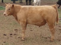 limi steer.jpg