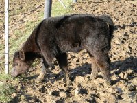My Turn Heifer.jpg