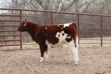 show calves 2 013-1.JPG