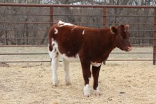 show calves 2 008.JPG